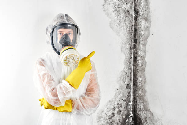 Why You Should Choose Our Mold Remediation Services in Franklin, NJ